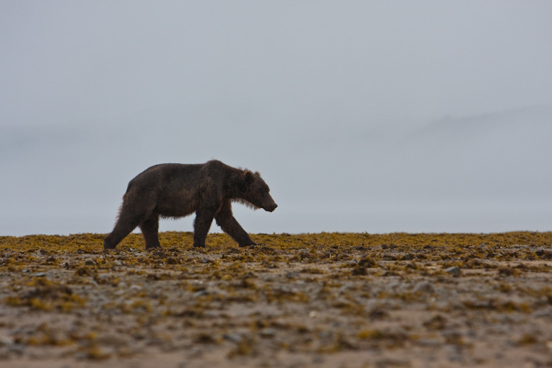 Grizzly Bear In Rain
